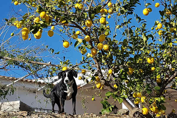 House sit in Ríogordo, Spain