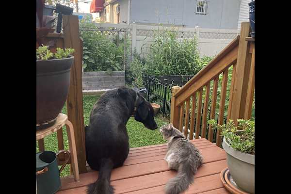 House sit in Englewood, NJ, US