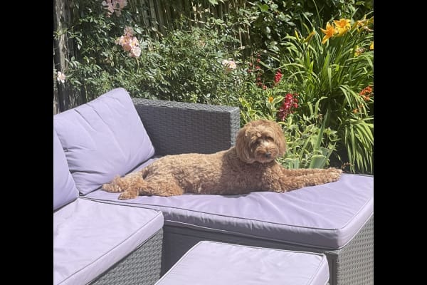 House sit in Kingston upon Thames, United Kingdom