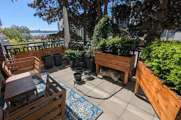 House sit in North Vancouver, BC, Canada