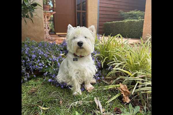 House sit in Orange, NSW, Australia