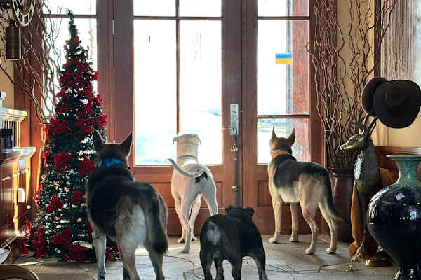 House sit in Truckee, CA, US