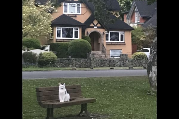 House sit in Oak Bay, BC, Canada