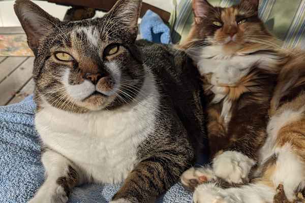 House sit in Nashville, TN, US