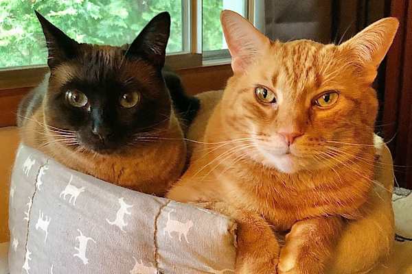 House sit in Victoria, BC, Canada