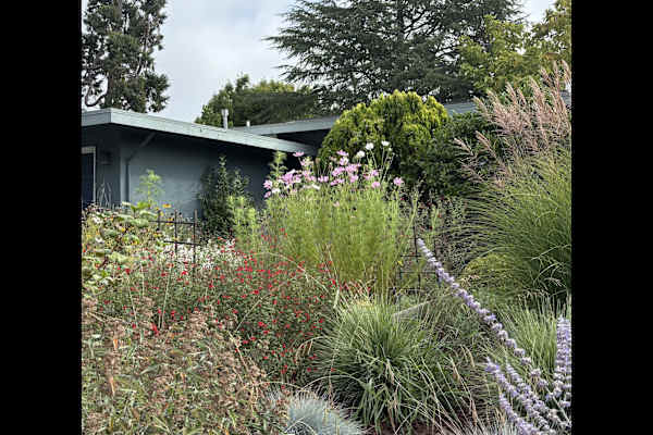 House sit in Santa Rosa, CA, US