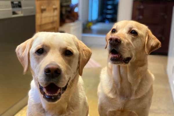 House sit in Great Missenden, United Kingdom