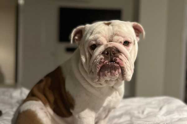 House sit in Brisbane, QLD, Australia