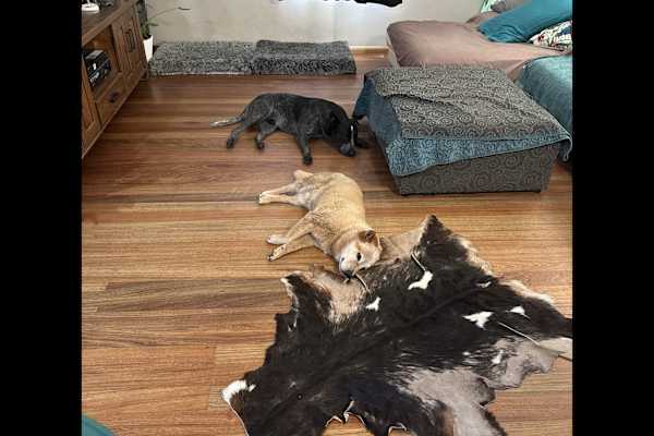 House sit in Mareeba, QLD, Australia