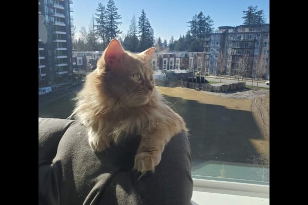 House sit in Vancouver, BC, Canada