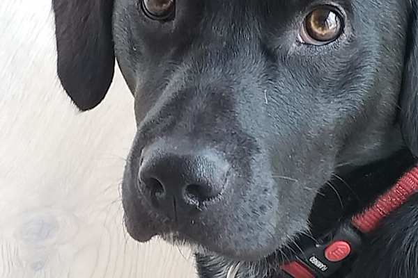 House sit in Ballina, Ireland