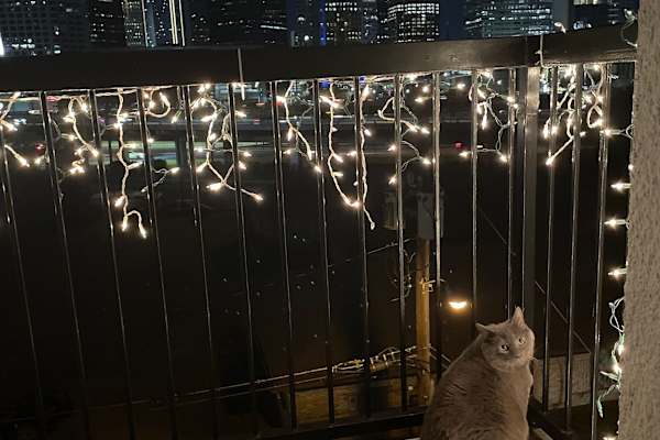 House sit in Dallas, TX, US