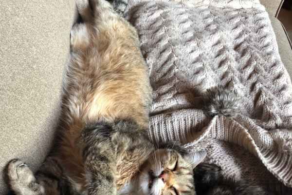 House sit in Fontainebleau, France