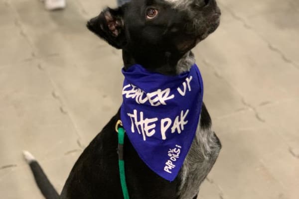 House sit in Ogden, UT, US