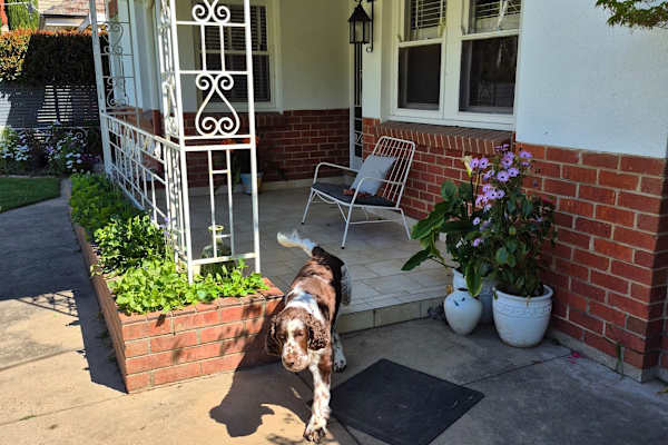 House sit in Wangaratta, VIC, Australia
