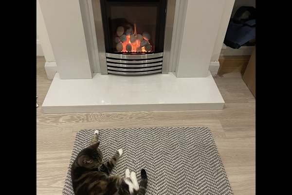 House sit in Morden, United Kingdom