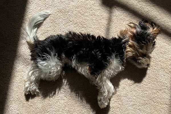 House sit in Studio City, CA, US