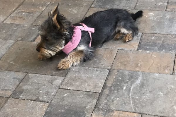 House sit in San Jose, CA, US