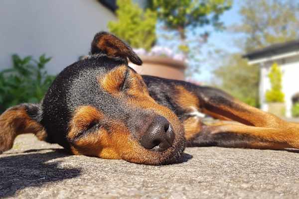 House sit in Nantyglo, United Kingdom