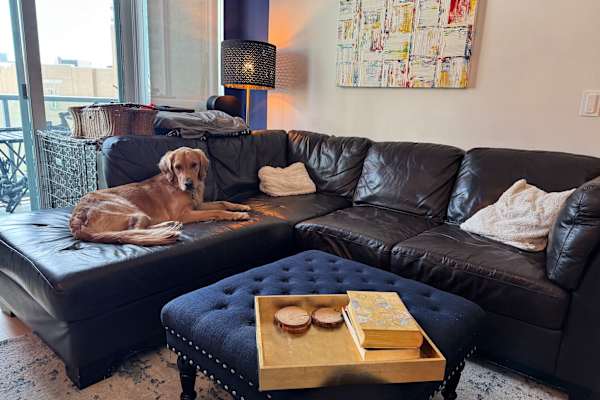 House sit in Toronto, ON, Canada