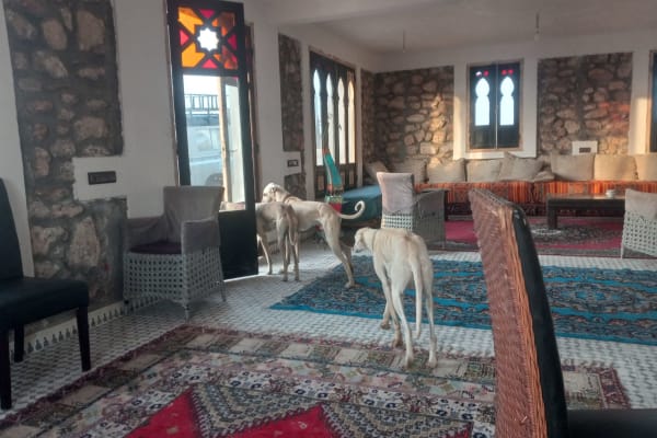 House sit in Safi, Morocco