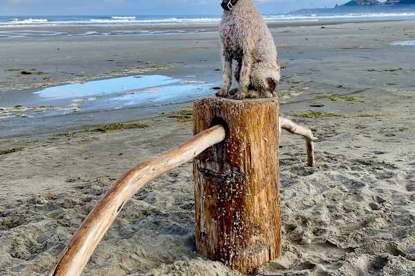 House sit in Newport, OR, US