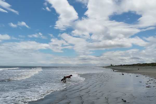 House sit in Waikanae, New Zealand