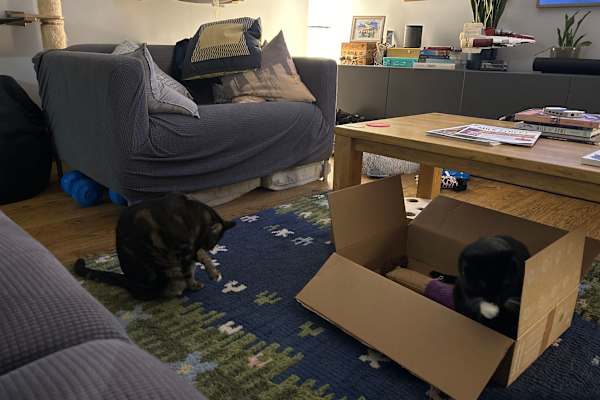 House sit in Amsterdam, Netherlands