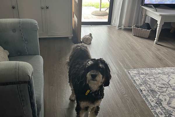 House sit in Gold Coast, QLD, Australia