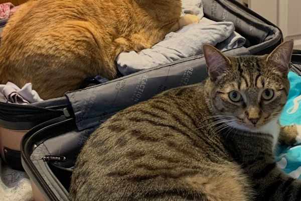 House sit in Billings, MT, US