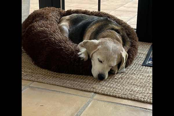 House sit in Sant Josep de sa Talaia, Spain