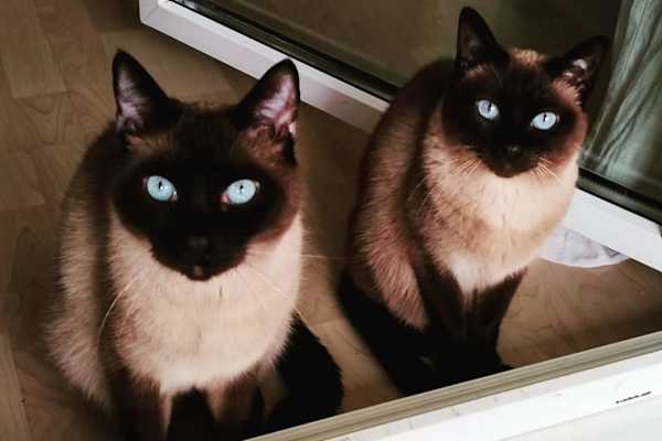 House sit in Kreuzlingen, Switzerland