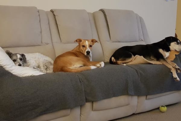 House sit in Tauranga, New Zealand