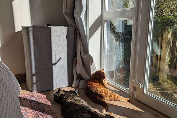 House sit in Exeter, United Kingdom