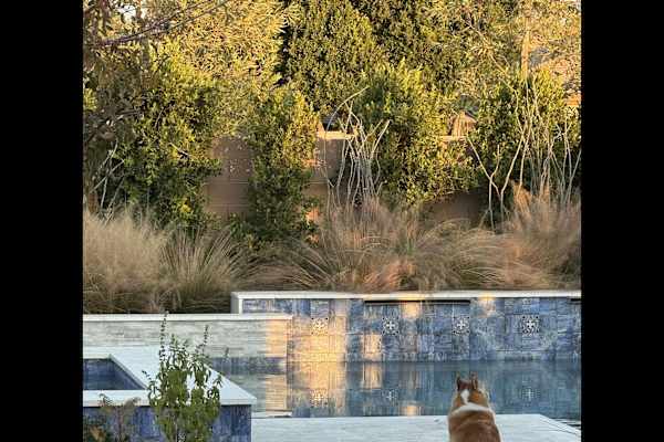 House sit in Phoenix, AZ, US