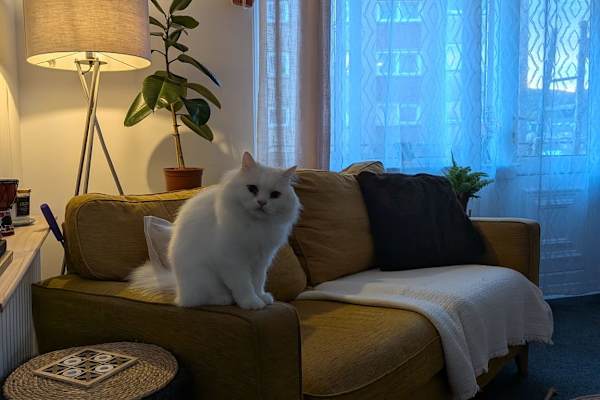 House sit in Alexandria, United Kingdom