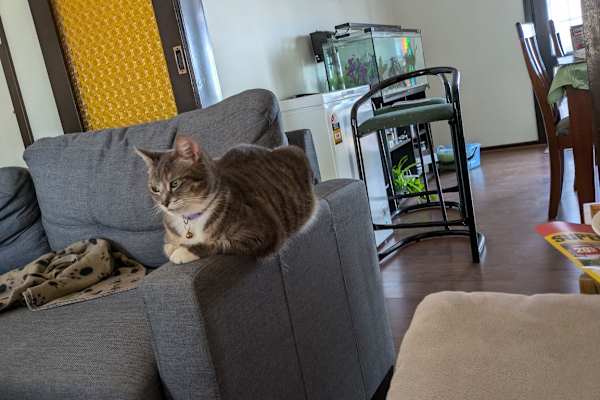 House sit in Wilmington, SA, Australia