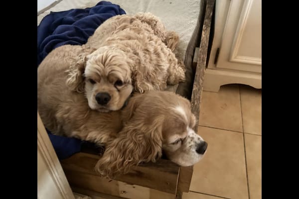 House sit in Sillans-la-Cascade, France