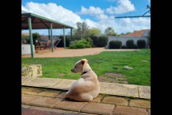 House sit in Joondalup, WA, Australia