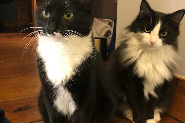 House sit in Shepherdstown, West Virginia, US