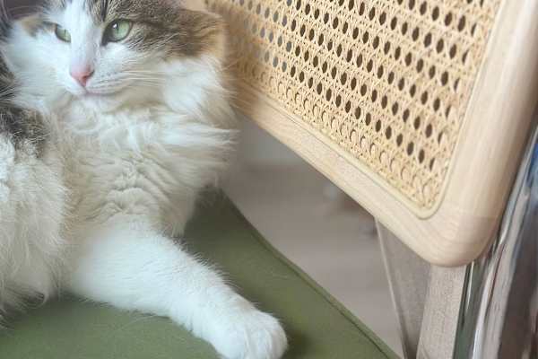 House sit in Chicago, IL, US