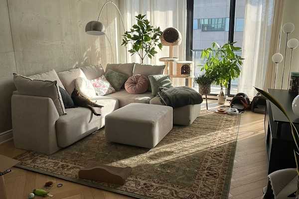 House sit in Toronto, ON, Canada