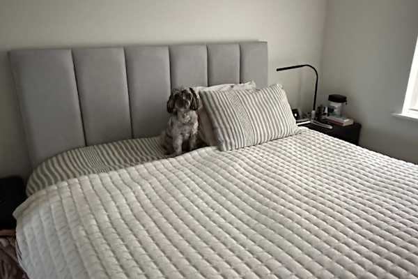 House sit in Perth, WA, Australia