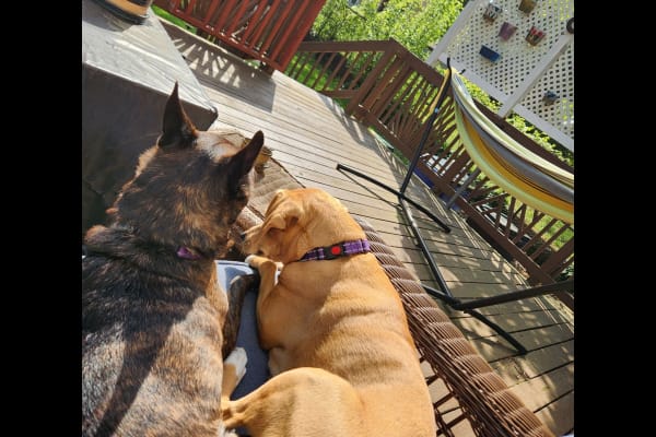 House sit in Hyattsville, MD, US