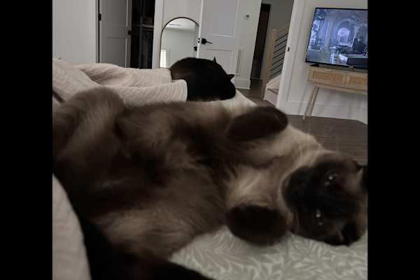 House sit in Charlotte, NC, US