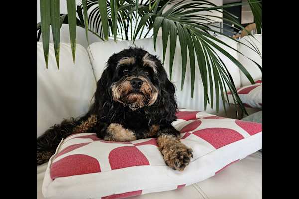 House sit in Auckland, New Zealand