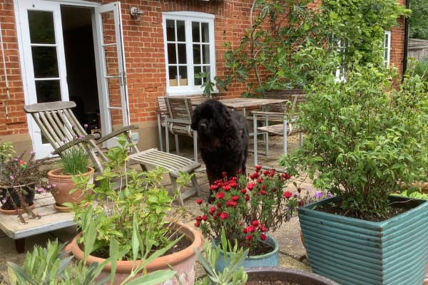 House sit in Ramsholt, United Kingdom