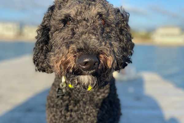 House sit in Minneapolis, MN, US