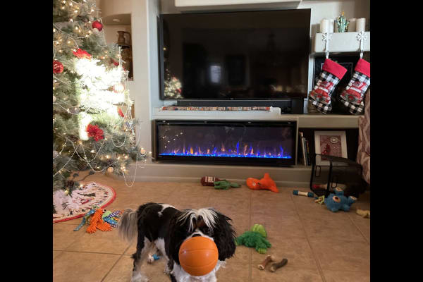 House sit in Surprise, AZ, US