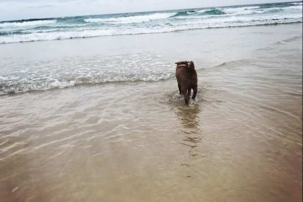 House sit in Pottsville Beach, NSW, Australia